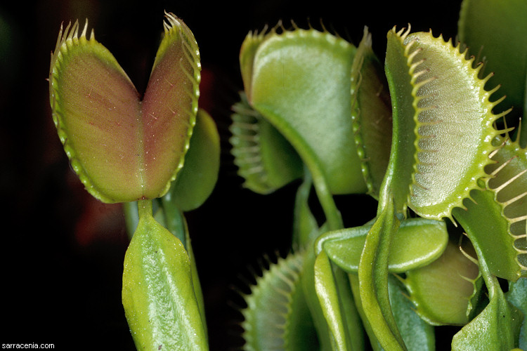�������� ��� :: �������� ������ Dionaea muscipula :: ���������� 1