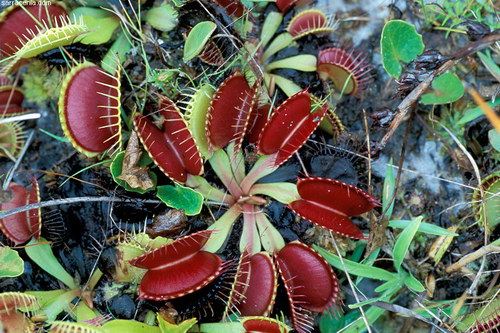 �������� ��� :: �������� ������ Dionaea muscipula ���� 58