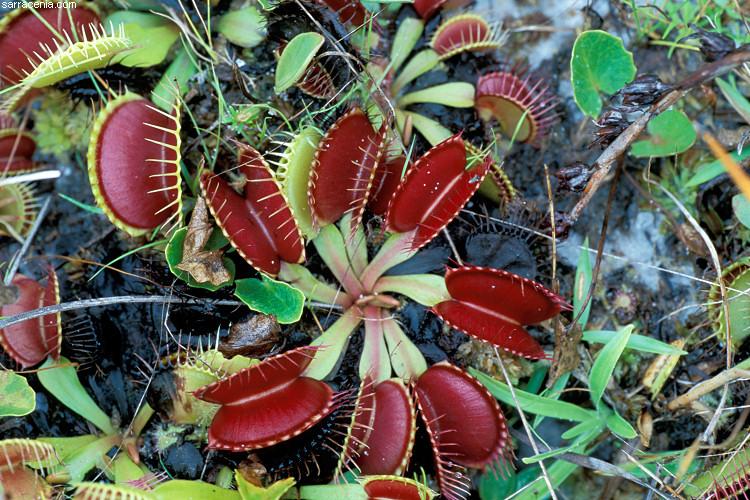 �������� ��� :: �������� ������ Dionaea muscipula :: ���������� 1