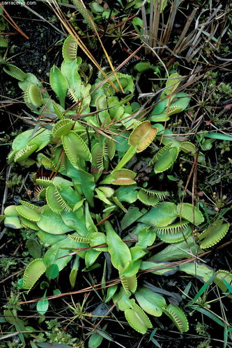 �������� ��� :: �������� ������ Dionaea muscipula ���� 59