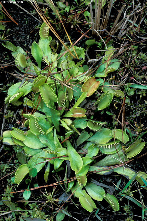 �������� ��� :: �������� ������ Dionaea muscipula :: ���������� 1