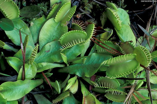 �������� ��� :: �������� ������ Dionaea muscipula ���� 60