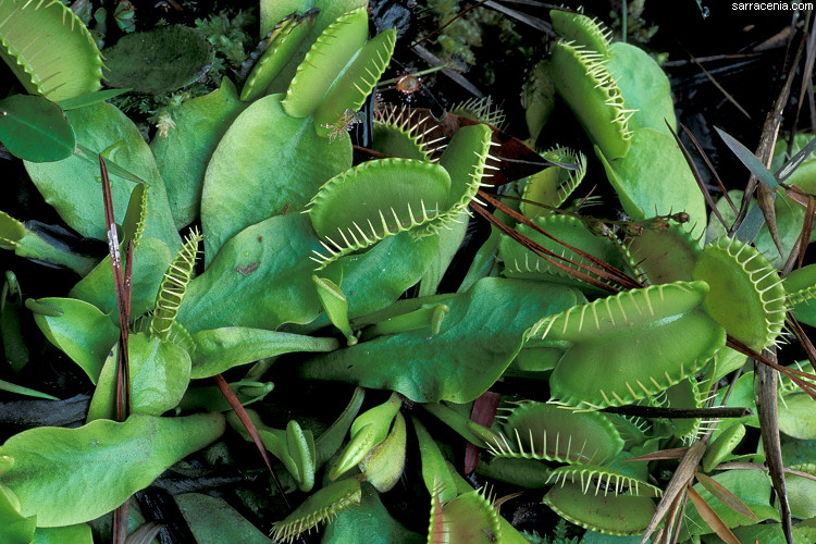 �������� ��� :: �������� ������ Dionaea muscipula :: ���������� 1