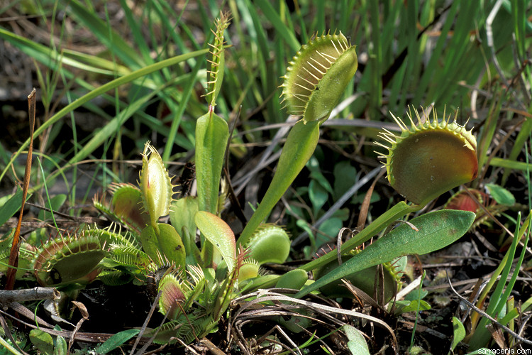 �������� ��� :: �������� ������ Dionaea muscipula :: ���������� 1