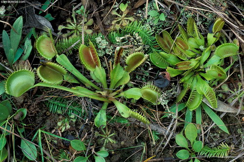 �������� ��� :: �������� ������ Dionaea muscipula ���� 62