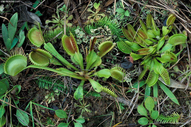 �������� ��� :: �������� ������ Dionaea muscipula :: ���������� 1