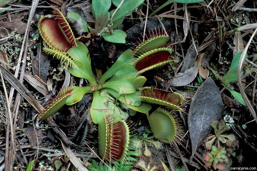 �������� ��� :: �������� ������ Dionaea muscipula ���� 63