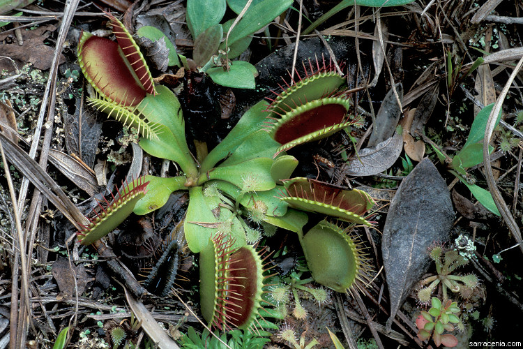 �������� ��� :: �������� ������ Dionaea muscipula :: ���������� 1