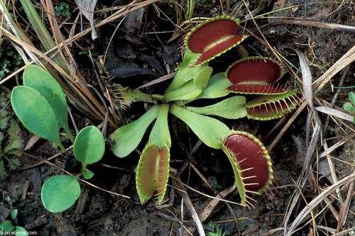 �������� ��� :: �������� ������ Dionaea muscipula ���� 64