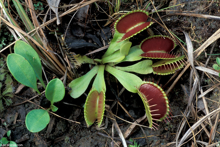 �������� ��� :: �������� ������ Dionaea muscipula :: ���������� 1