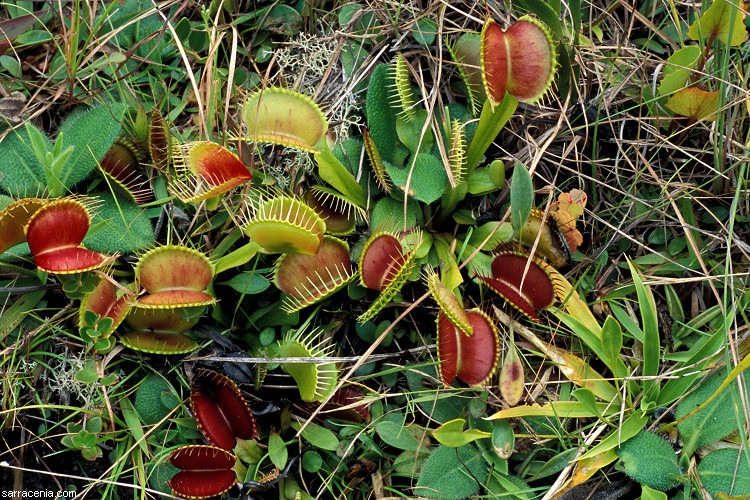 �������� ��� :: �������� ������ Dionaea muscipula :: ���������� 1