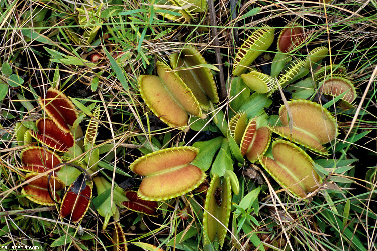 �������� ��� :: �������� ������ Dionaea muscipula :: ���������� 1