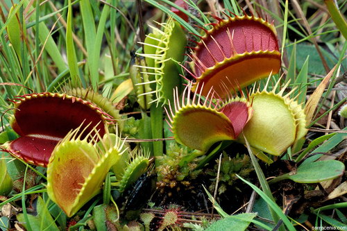 �������� ��� :: �������� ������ Dionaea muscipula ���� 67