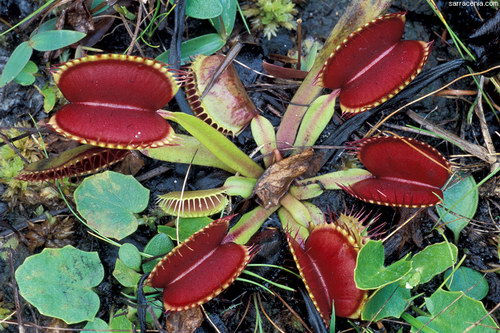 �������� ��� :: �������� ������ Dionaea muscipula ���� 68