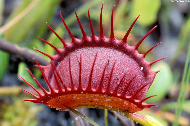 �������� ��� :: �������� ������ Dionaea muscipula :: ���������� 1