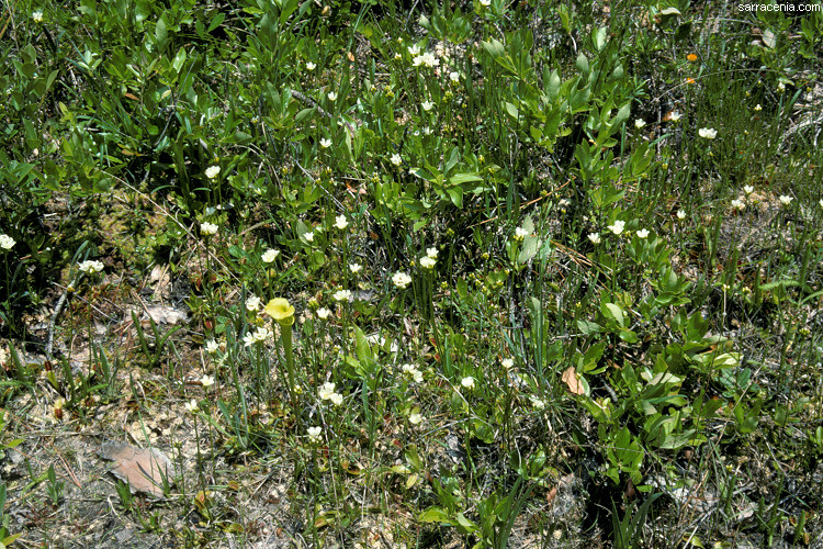 �������� ��� :: �������� ������ Dionaea muscipula :: ���������� 1
