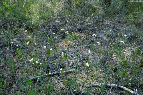 �������� ��� :: �������� ������ Dionaea muscipula ���� 71
