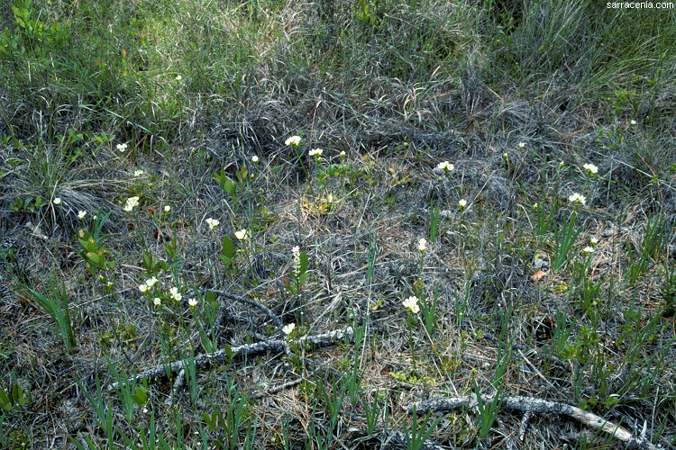 �������� ��� :: �������� ������ Dionaea muscipula :: ���������� 1