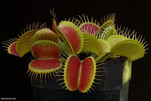 �������� ��� :: �������� ������ Dionaea muscipula ���� 72