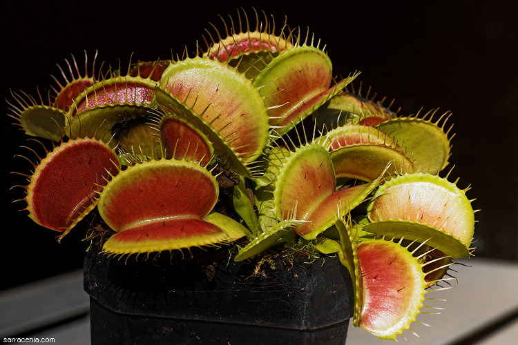 �������� ��� :: �������� ������ Dionaea muscipula :: ���������� 1