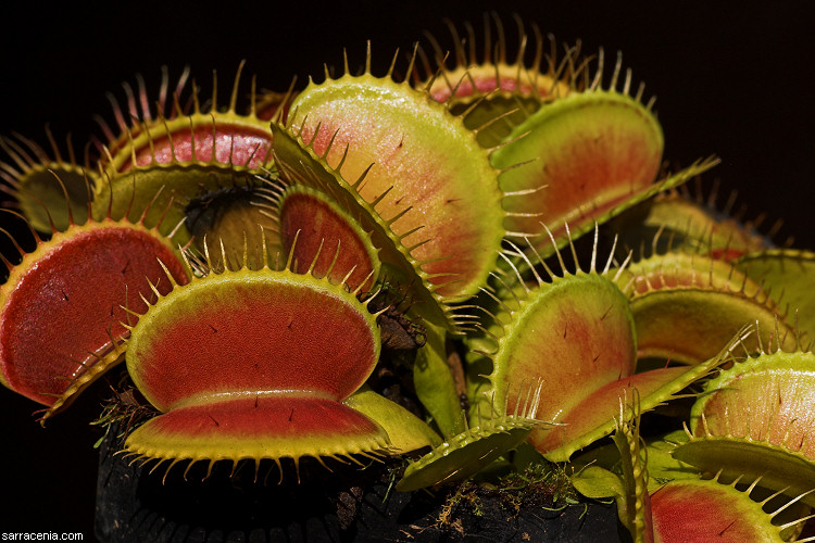 �������� ��� :: �������� ������ Dionaea muscipula :: ���������� 1