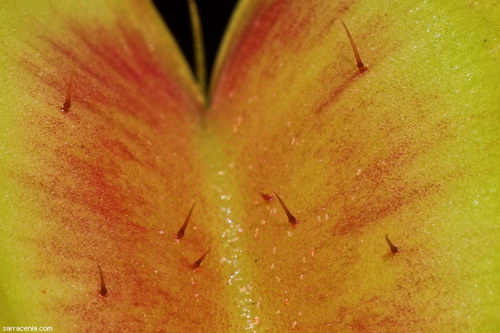 �������� ��� :: �������� ������ Dionaea muscipula ���� 75