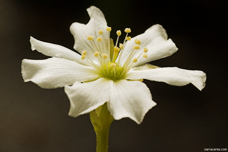 �������� ��� :: �������� ������ Dionaea muscipula :: ���������� 1