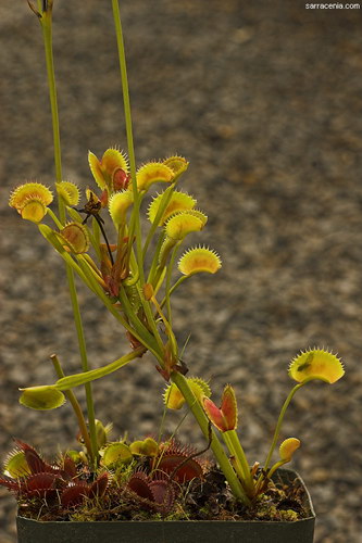 �������� ��� :: �������� ������ Dionaea muscipula ���� 77