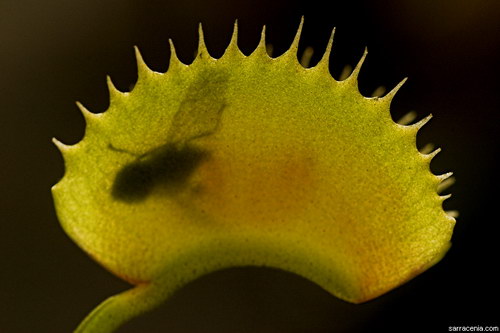 �������� ��� :: �������� ������ Dionaea muscipula ���� 78