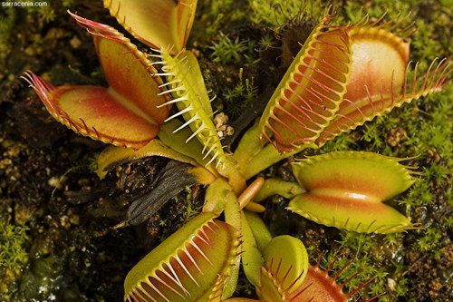 �������� ��� :: �������� ������ Dionaea muscipula ���� 79