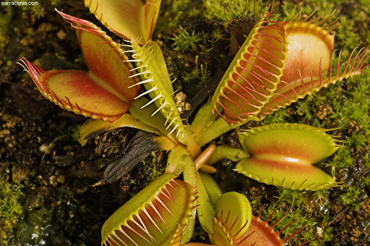 �������� ��� :: �������� ������ Dionaea muscipula :: ���������� 1
