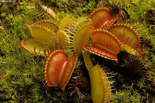 �������� ��� :: �������� ������ Dionaea muscipula ���� 80