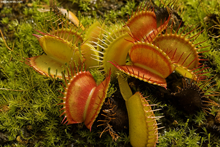 �������� ��� :: �������� ������ Dionaea muscipula :: ���������� 1