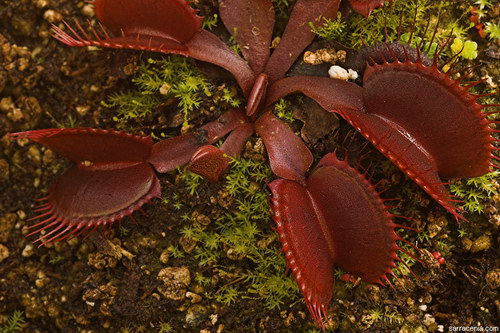 �������� ��� :: �������� ������ Dionaea muscipula ���� 81