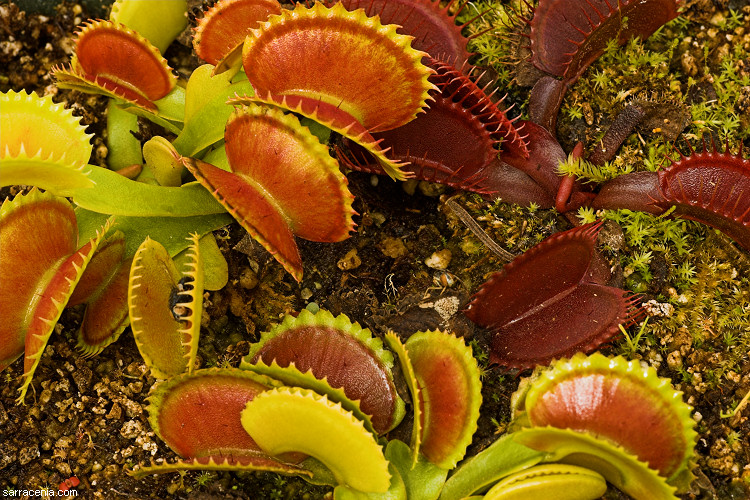 �������� ��� :: �������� ������ Dionaea muscipula :: ���������� 1