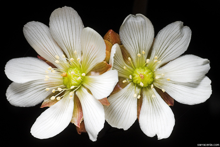 �������� ��� :: �������� ������ Dionaea muscipula :: ���������� 1