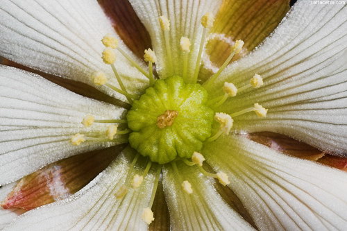 �������� ��� :: �������� ������ Dionaea muscipula ���� 84