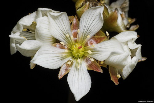 �������� ��� :: �������� ������ Dionaea muscipula ���� 85