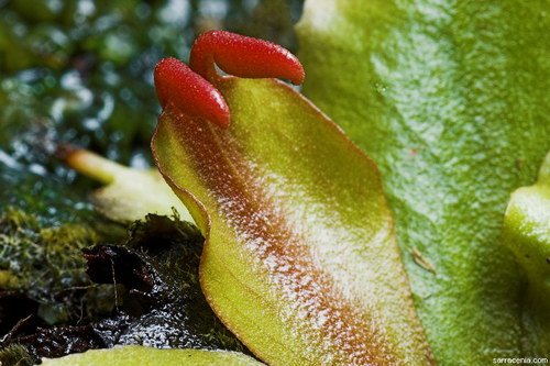 �������� ��� :: �������� ������ Dionaea muscipula ���� 86