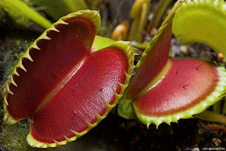 �������� ��� :: �������� ������ Dionaea muscipula :: ���������� 1
