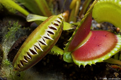 �������� ��� :: �������� ������ Dionaea muscipula ���� 88