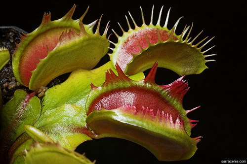 �������� ��� :: �������� ������ Dionaea muscipula ���� 89