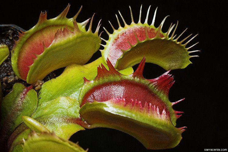 �������� ��� :: �������� ������ Dionaea muscipula :: ���������� 1