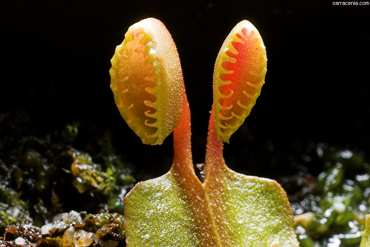 �������� ��� :: �������� ������ Dionaea muscipula :: ���������� 1