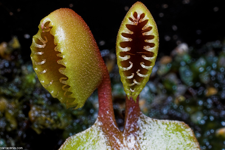 �������� ��� :: �������� ������ Dionaea muscipula :: ���������� 1