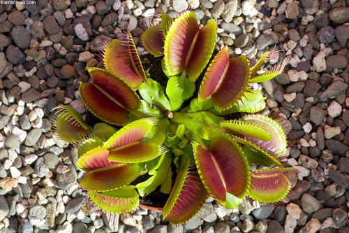 �������� ��� :: �������� ������ Dionaea muscipula ���� 93