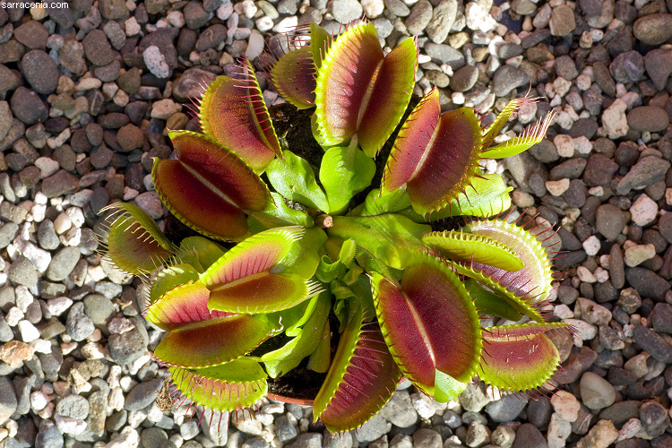 �������� ��� :: �������� ������ Dionaea muscipula :: ���������� 1