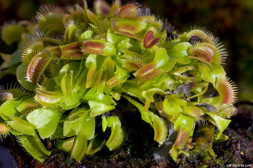 �������� ��� :: �������� ������ Dionaea muscipula ���� 94