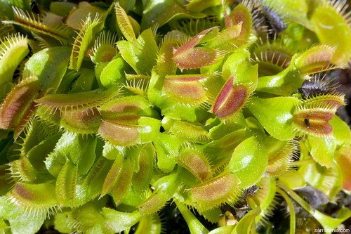 �������� ��� :: �������� ������ Dionaea muscipula ���� 95