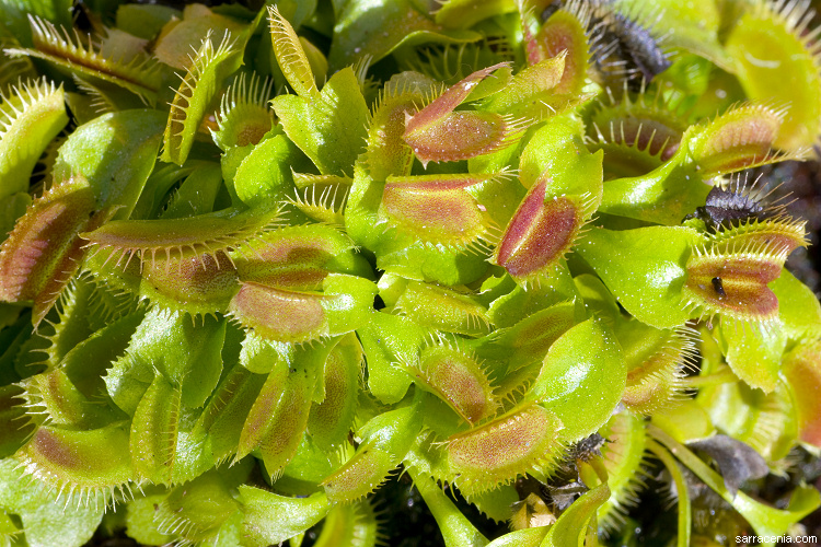 �������� ��� :: �������� ������ Dionaea muscipula :: ���������� 1